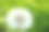 近照蒲公英种子头在绿色的背景素材图片