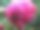 粉红牡丹雨点花蕾素材图片