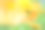 金盏菊橙色花特写在绿色背景上，选择性聚焦，模糊效果。一种多用途的花背景，用于各种设计目的素材图片