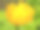 万寿菊，金盏花，普通万寿菊或苏格兰万寿菊的黄色花。金盏花officinalis素材图片