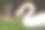 一只野生的白色哑巴天鹅素材图片