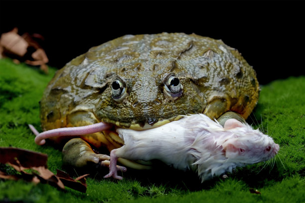 非洲牛蛙摄影作品图片