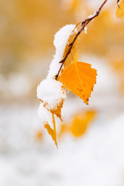 冬天或深秋的景象,自然是树叶冻住了,是下雪了图片下载
