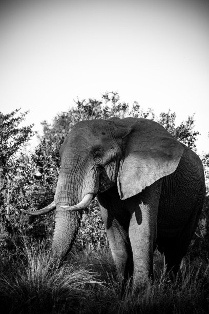 非洲象牙市场价图片