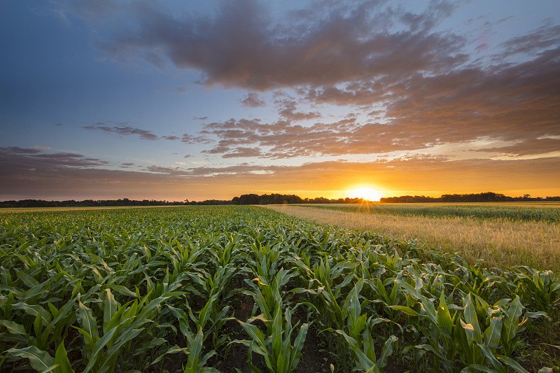 日落时分玉米农场的宁静景色图片下载